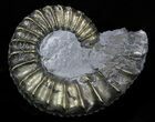 Pyritized Pleuroceras Ammonite - Germany #33032-1
